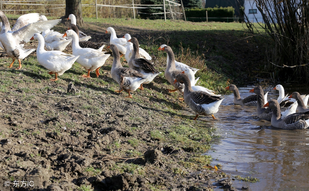 养鹅1000只一年利润和成本,养1000只鹅一年的利润是多少