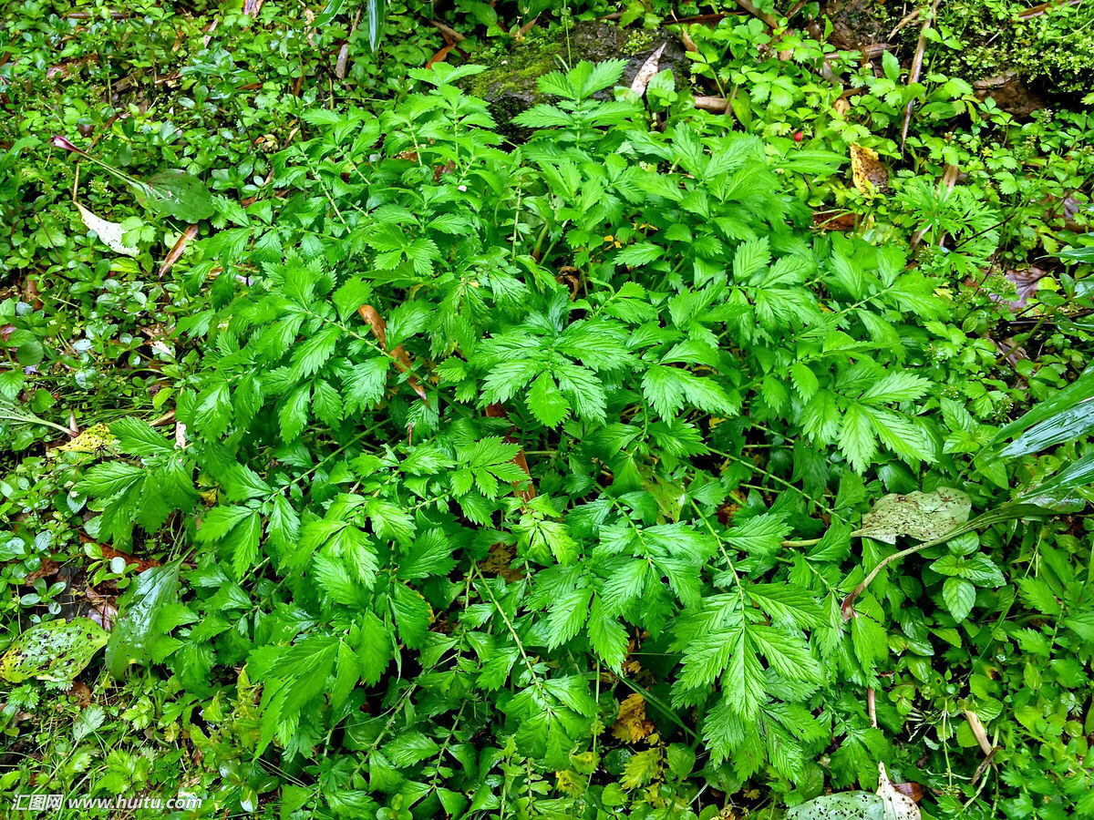 仙鹤草出自哪里,仙鹤草治疗癌症