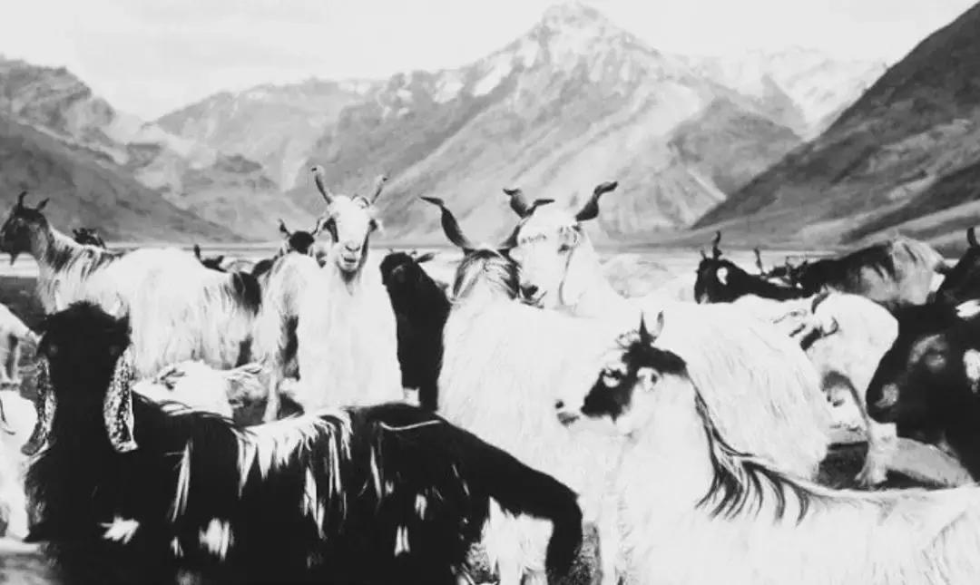 贝拉哈迪德穿深v套装,贝拉哈迪德夏季开衫