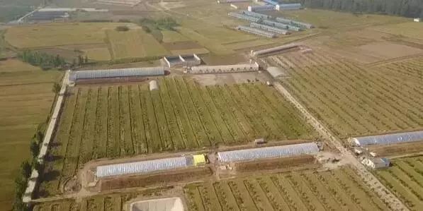 养猪怎么才能提高经济效益,养猪的经济效益和社会效益