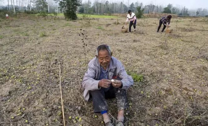 赣榆人讨厌的这个野果子，有人专门来捡赚钱，榨油吃了能防癌……