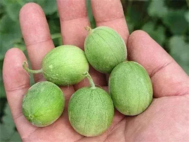 赣榆人讨厌的这个野果子，有人专门来捡赚钱，榨油吃了能防癌……