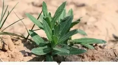 赣榆人讨厌的这个野果子，有人专门来捡赚钱，榨油吃了能防癌……