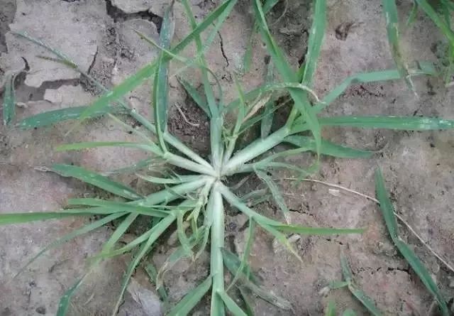 赣榆人讨厌的这个野果子，有人专门来捡赚钱，榨油吃了能防癌……