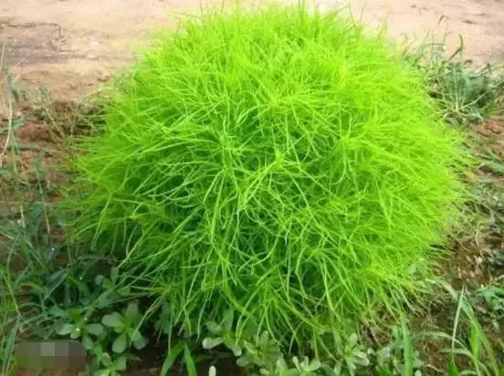 赣榆人讨厌的这个野果子，有人专门来捡赚钱，榨油吃了能防癌……