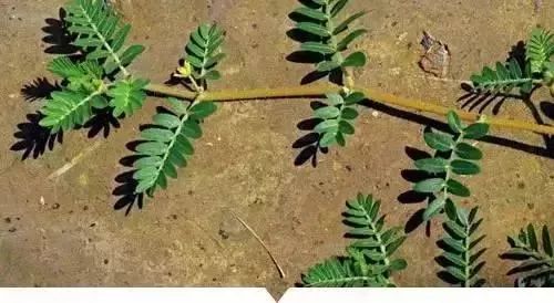 赣榆人讨厌的这个野果子，有人专门来捡赚钱，榨油吃了能防癌……