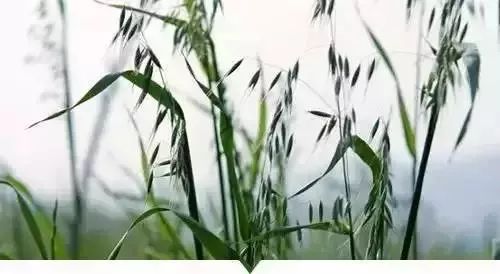 赣榆人讨厌的这个野果子，有人专门来捡赚钱，榨油吃了能防癌……