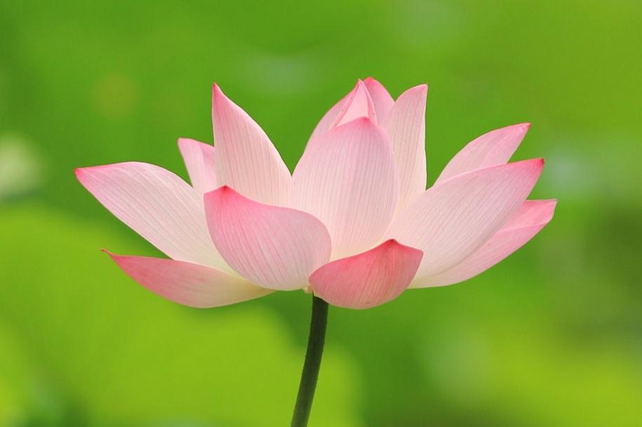 一个家庭如何做到家和万事兴,家和万事兴福报自然来