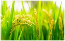 丰收节献五谷,丰收节五谷不分技巧