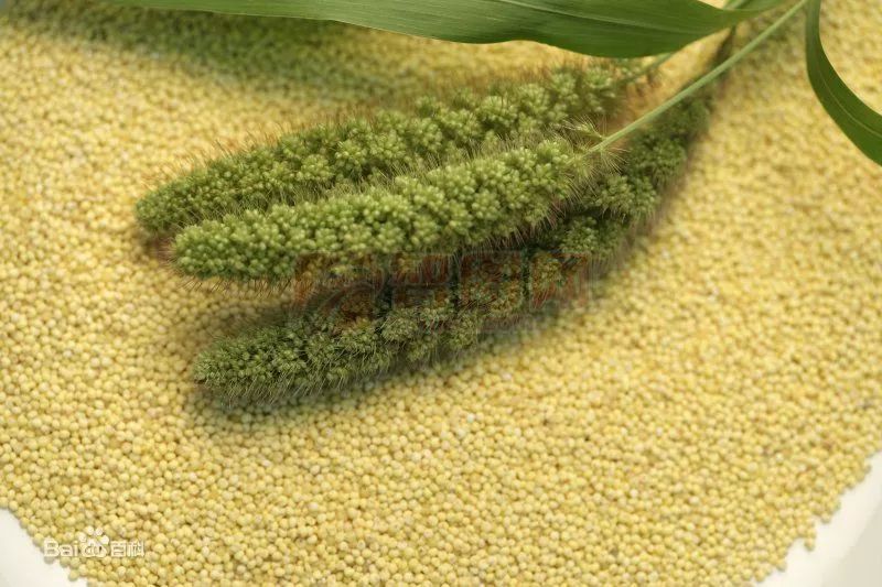 丰收节献五谷,丰收节五谷不分技巧