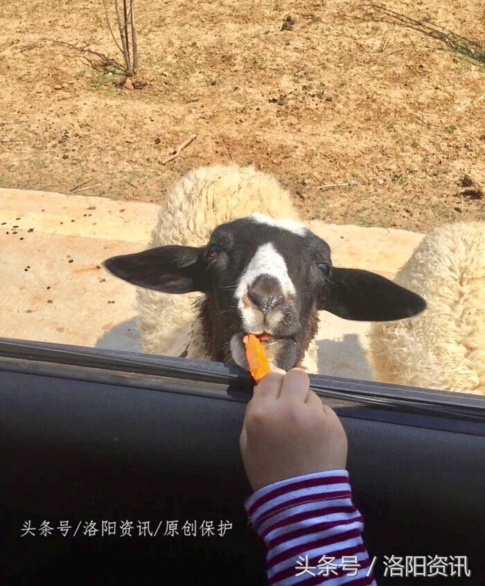 洛阳万安山野生森林动物园,万安山动物园和栾川动物园哪个好