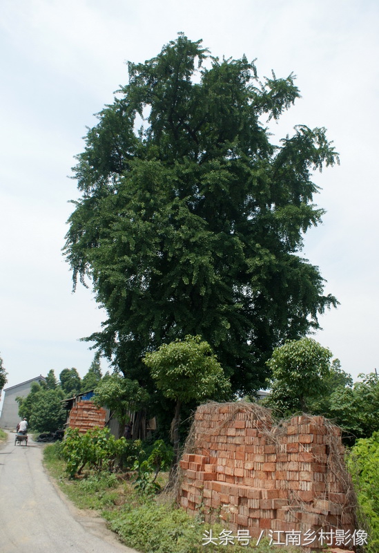 湖州百村｜胡溇——东吴西越界分江浙