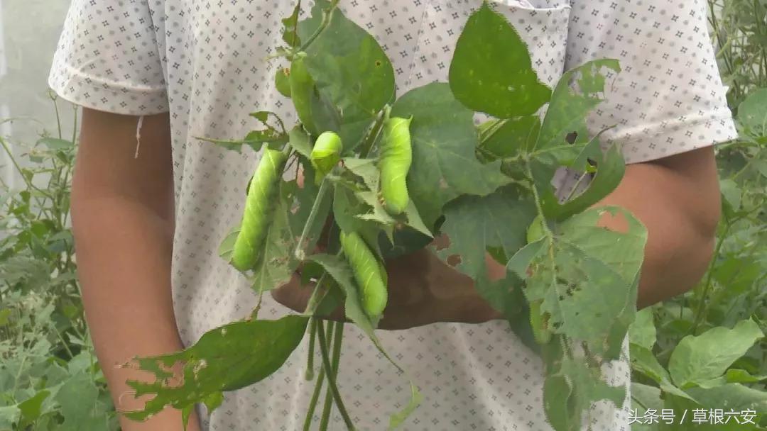 六安这种常见的虫子，竟然卖到了180一斤！你家附近有吗？