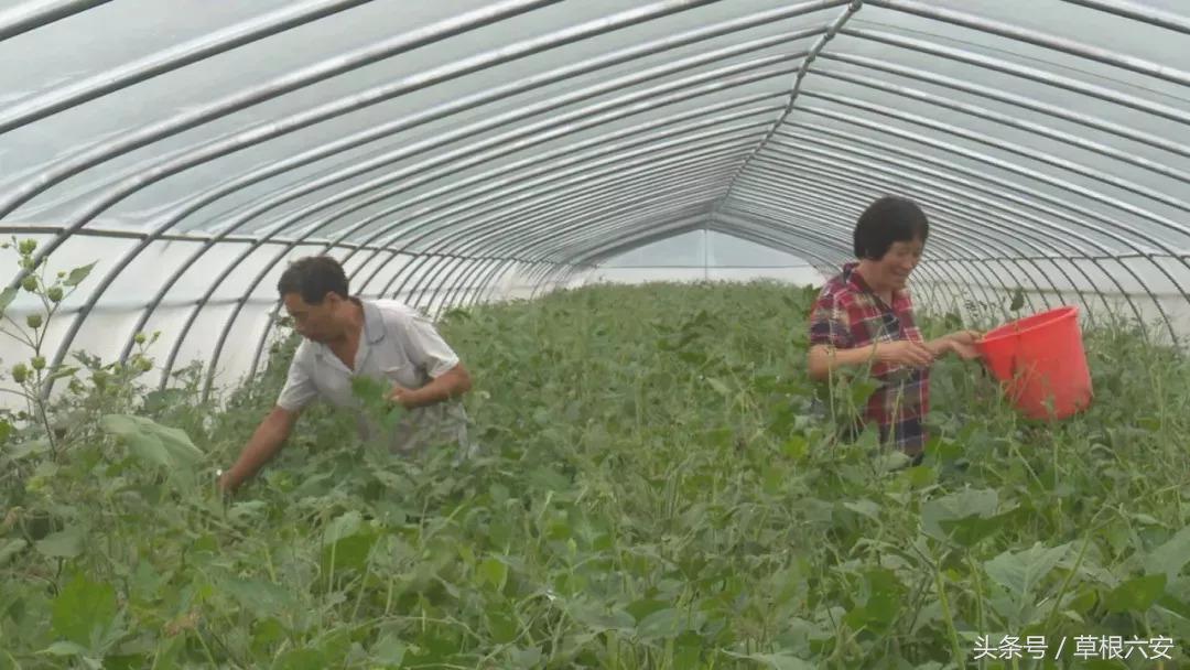 六安这种常见的虫子，竟然卖到了180一斤！你家附近有吗？