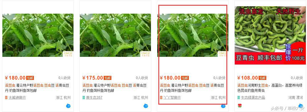 六安这种常见的虫子，竟然卖到了180一斤！你家附近有吗？