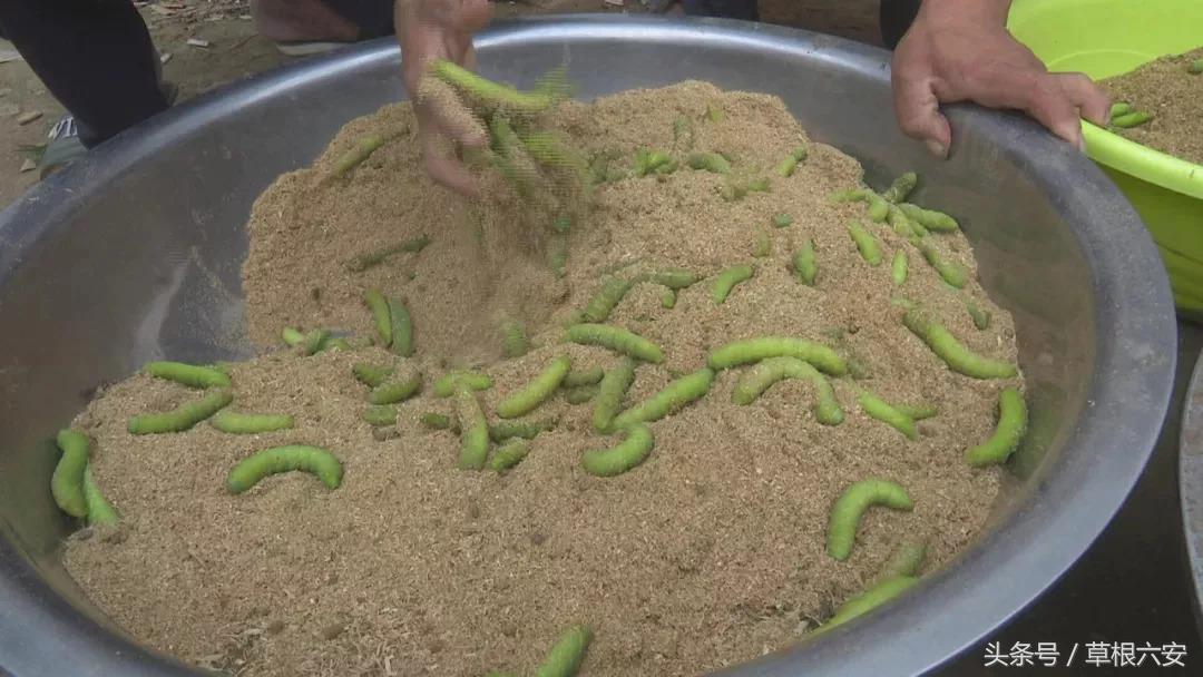 六安这种常见的虫子，竟然卖到了180一斤！你家附近有吗？