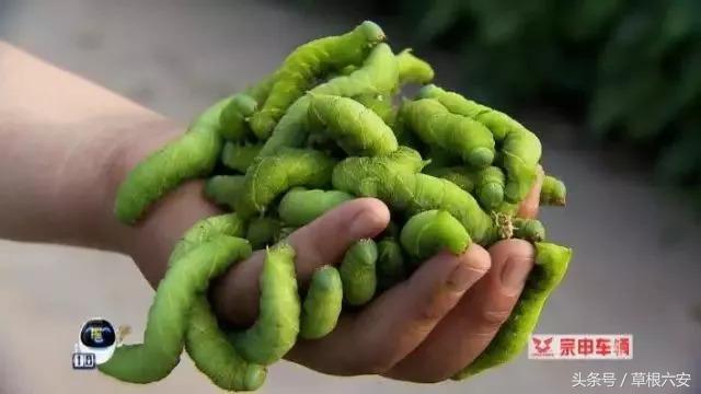 六安这种常见的虫子，竟然卖到了180一斤！你家附近有吗？
