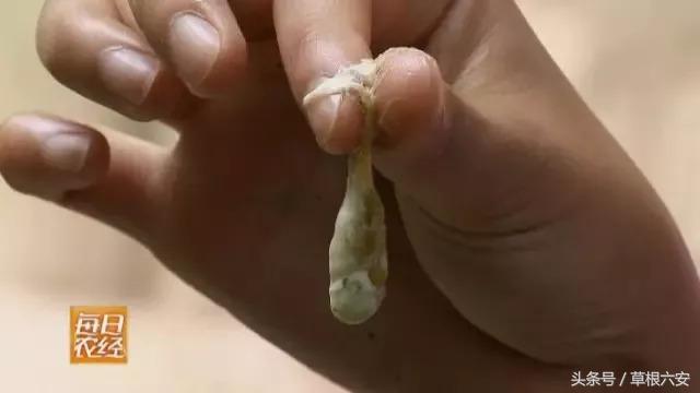 六安这种常见的虫子，竟然卖到了180一斤！你家附近有吗？
