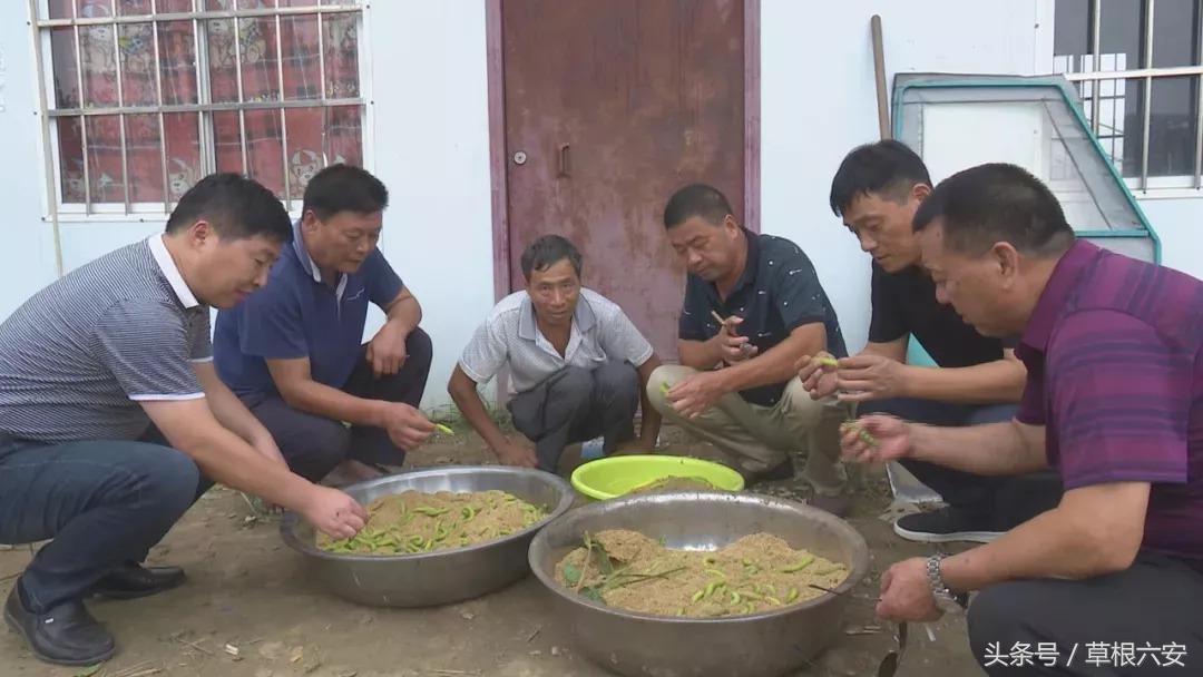 六安这种常见的虫子，竟然卖到了180一斤！你家附近有吗？