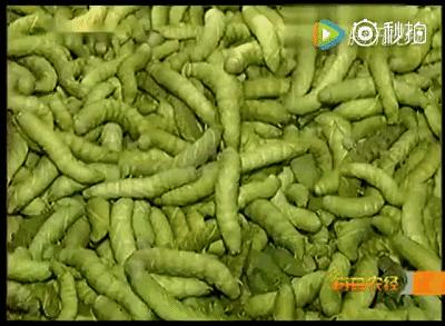 六安这种常见的虫子，竟然卖到了180一斤！你家附近有吗？