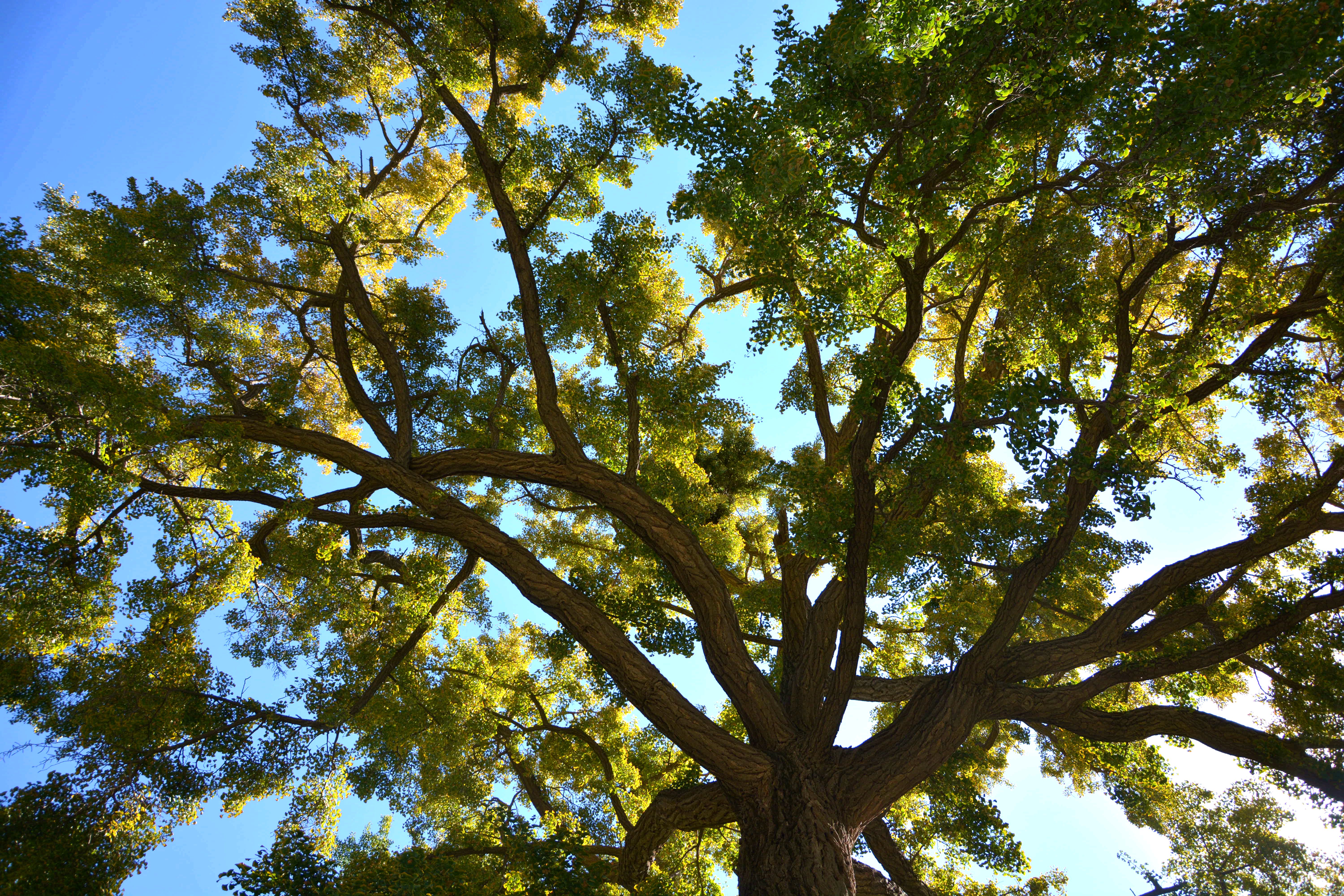 早知有盘山何必下江南路途中,游盘山必看天下盘山
