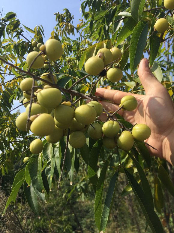 看，这是无患子，你认识吗？知道它有什么用吗？