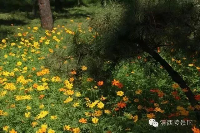 秋天适合旅游的地方易县,清西陵秋冬美景