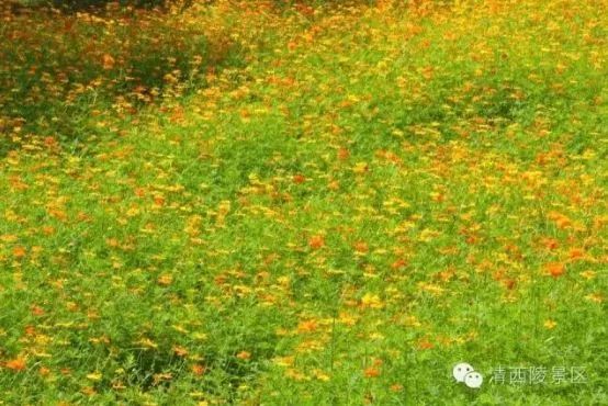 秋天适合旅游的地方易县,清西陵秋冬美景