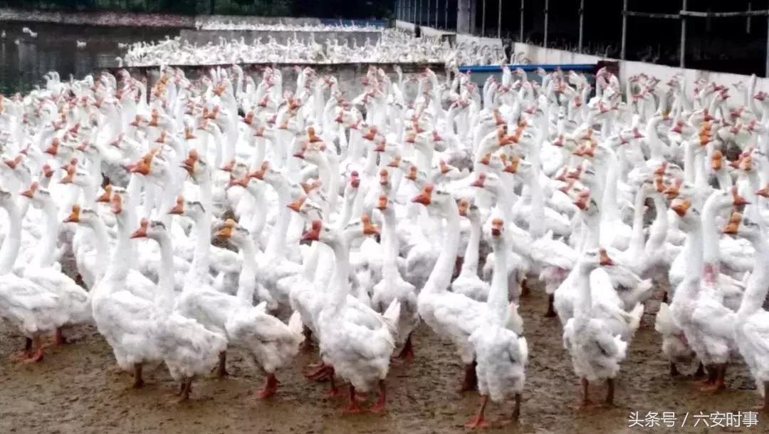 喜迎首届中国农民丰收节!金安这些“明星”产品集中亮相