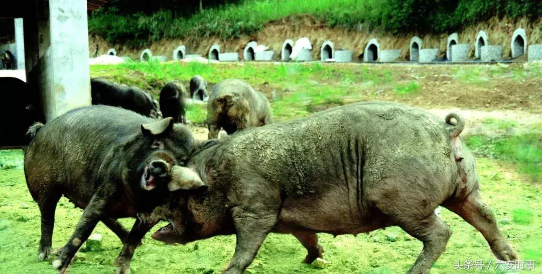 喜迎首届中国农民丰收节!金安这些“明星”产品集中亮相