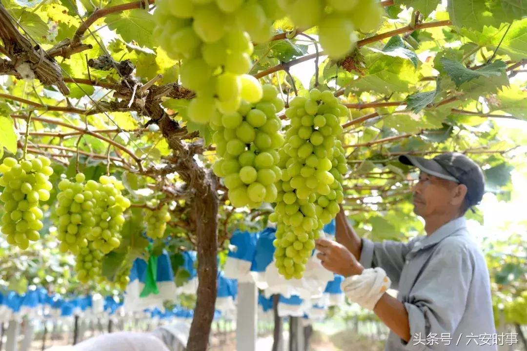 喜迎首届中国农民丰收节!金安这些“明星”产品集中亮相