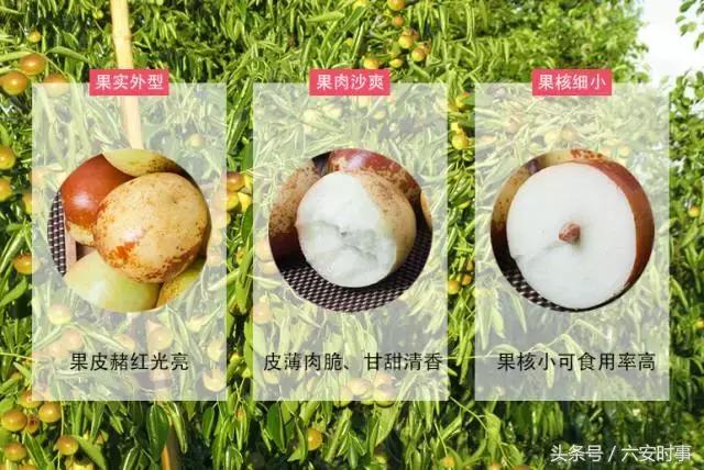 喜迎首届中国农民丰收节!金安这些“明星”产品集中亮相