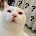 celine真假不分,celine平价替代