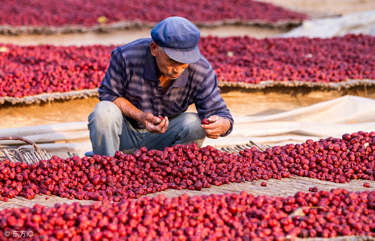 三蒸三晒红枣什么季节晒,为什么红枣要三晾三晒