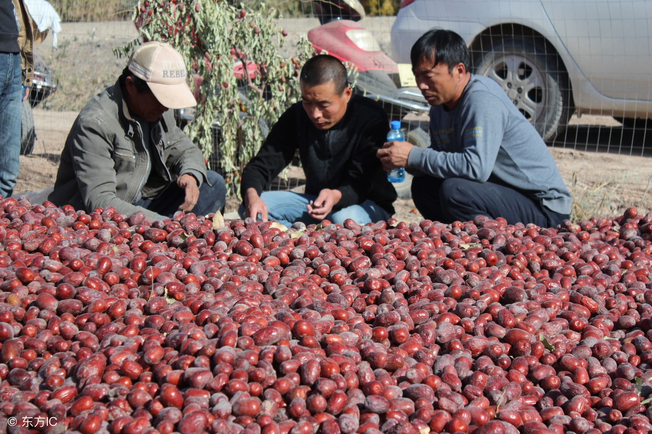 三蒸三晒红枣什么季节晒,为什么红枣要三晾三晒