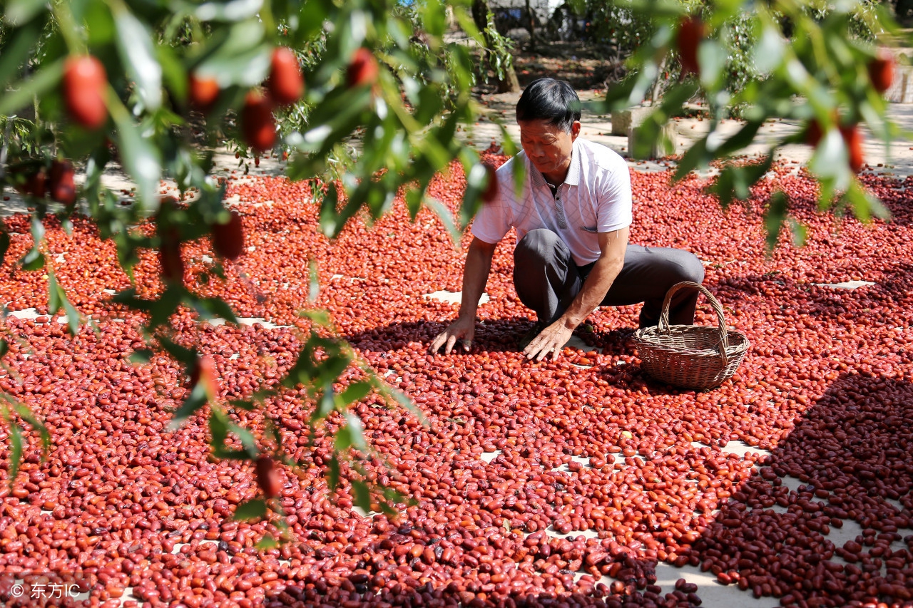 三蒸三晒红枣什么季节晒,为什么红枣要三晾三晒