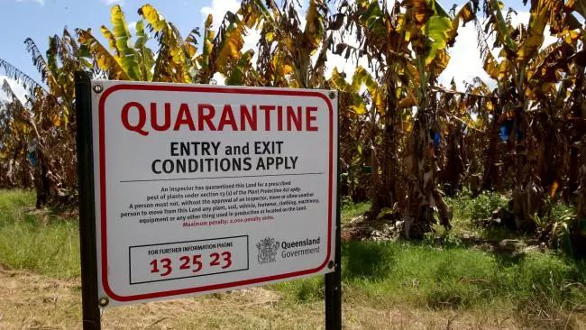 为什么香蕉制品味道和香蕉不一样,为什么有的香蕉吃起来味道怪怪的