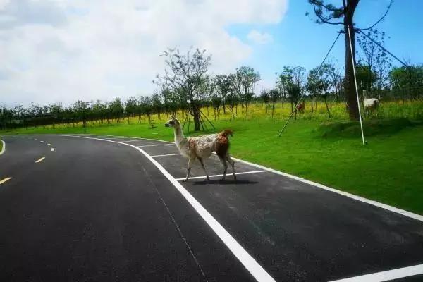 南通野生动物园打折,南通野生动物园优惠门票夜场