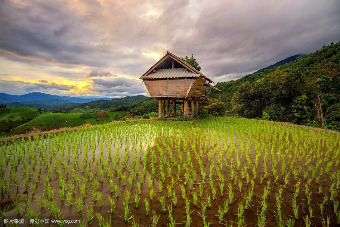 世界各国特色物产,泰国农业布局