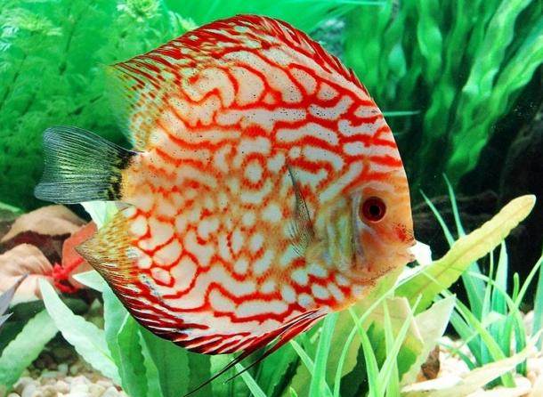 热带鱼哪种鱼最容易养,新手热带鱼什么鱼好养