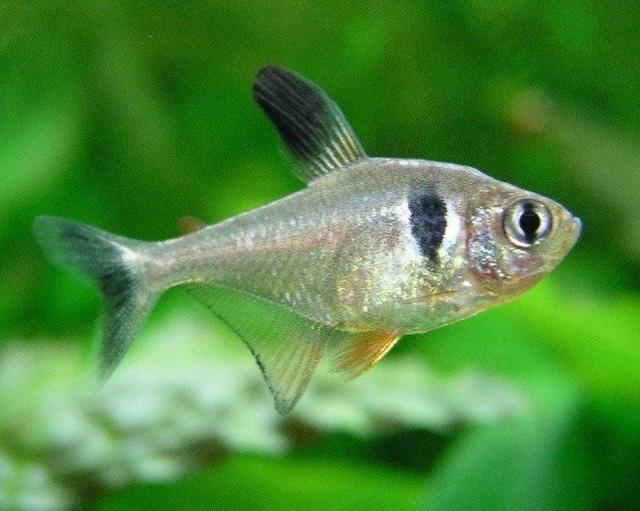 热带鱼哪种鱼最容易养,新手热带鱼什么鱼好养