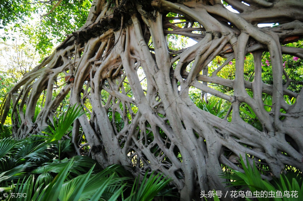 盆栽泡根的正确方法,盆栽如何做到不闷根