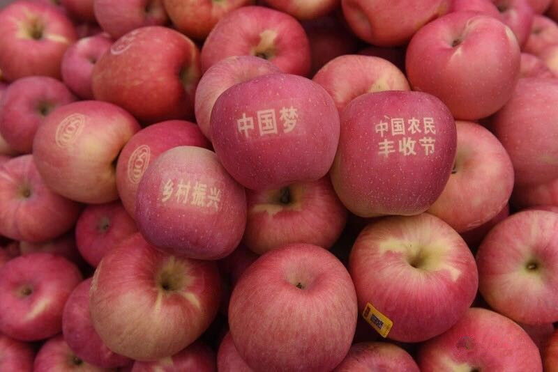 灵宝苹果采摘节开幕式,河南灵宝苹果熟了邀您来采摘