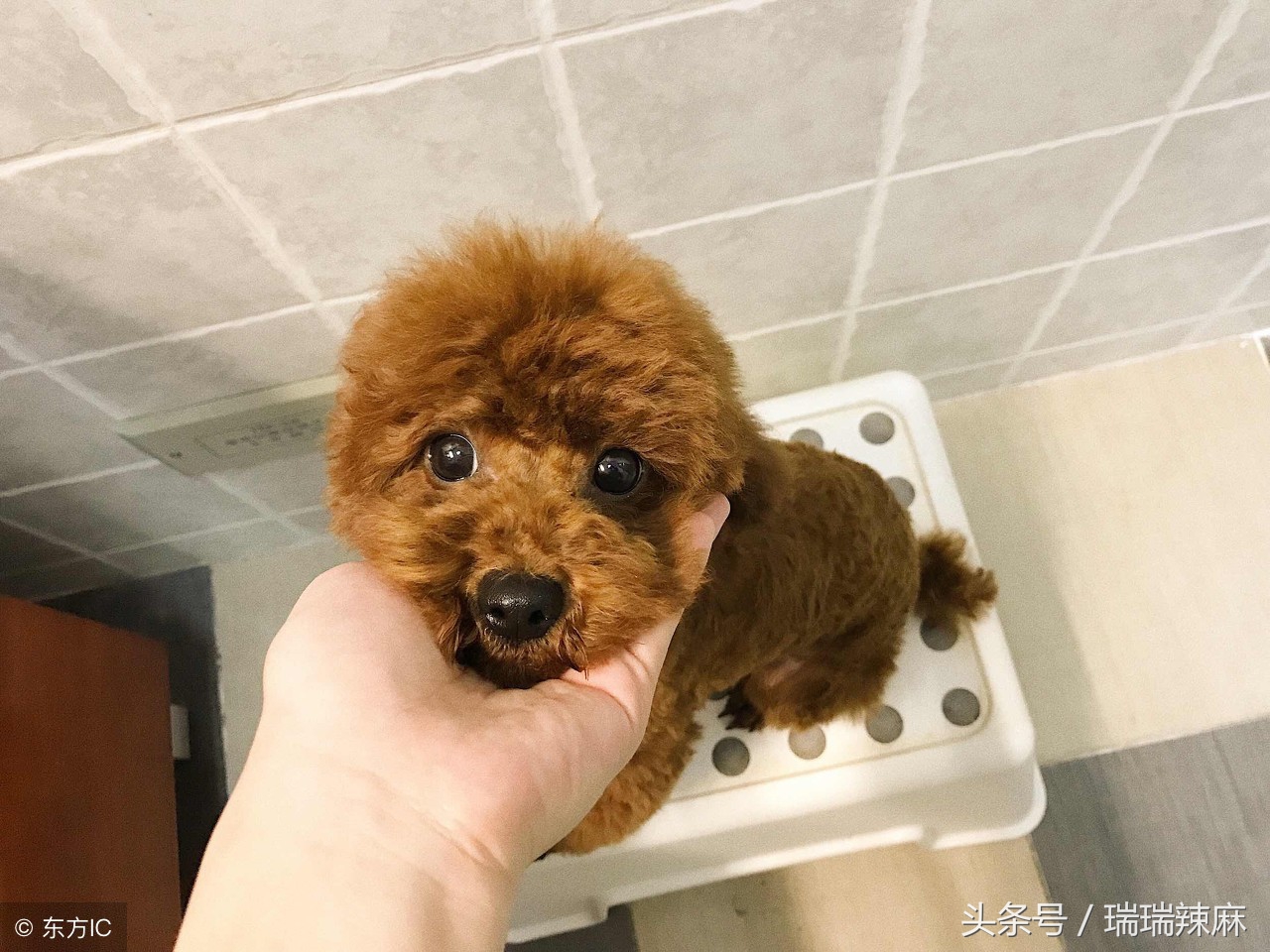 泰迪犬的皮肤病能治好吗图片,泰迪狗皮肤病的症状及治疗方法