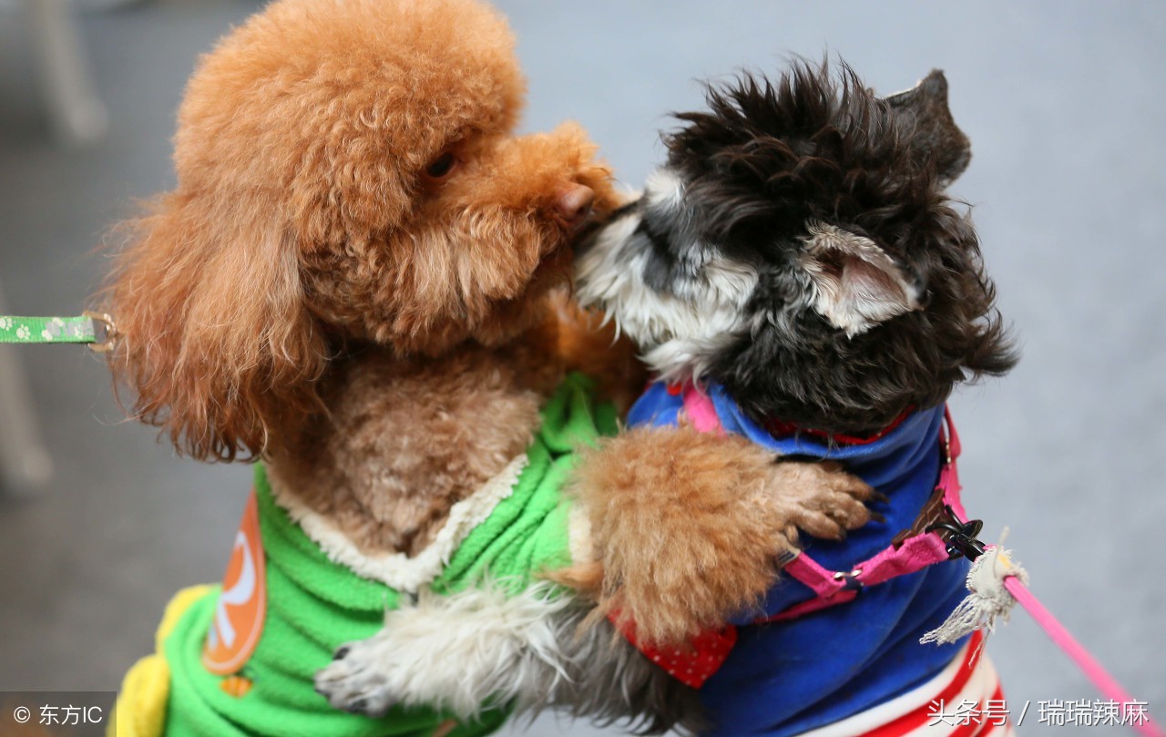 泰迪犬的皮肤病能治好吗图片,泰迪狗皮肤病的症状及治疗方法