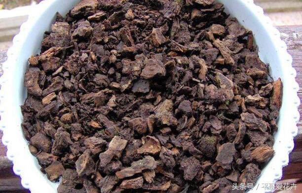 这“玩意”扔盆里,君子兰、兰花、发财树猛长“芽”,场面有点疯