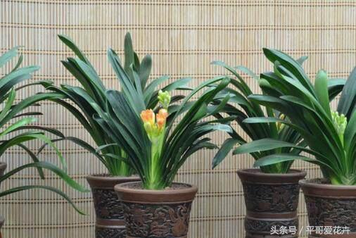 这“玩意”扔盆里,君子兰、兰花、发财树猛长“芽”,场面有点疯