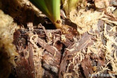 这“玩意”扔盆里,君子兰、兰花、发财树猛长“芽”,场面有点疯