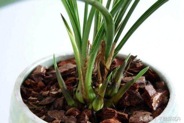 这“玩意”扔盆里,君子兰、兰花、发财树猛长“芽”,场面有点疯