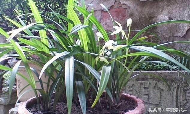 这“玩意”扔盆里,君子兰、兰花、发财树猛长“芽”,场面有点疯